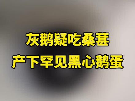 5月22日,浙江杭州网友爆料一只普通灰鹅产下罕见的黑心鹅蛋。视频拍摄者称,怀疑是鹅吃了桑椹所致。