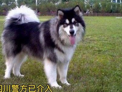 #四川 一女童被 #阿拉斯加犬 咬伤半边脸!#烈性犬 饲养怎么管?
