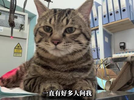 如何帮助瘫痪小猫排尿?#瘫痪猫 #狸花猫 #养猫小百科