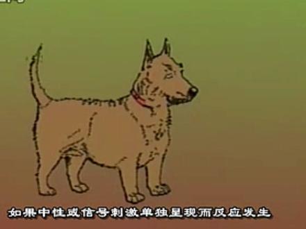 心理试验—巴甫洛夫的经典条件反射实验.mov