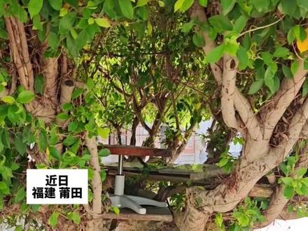 爸爸把养护了二十多年的榕树,改造成童话世界里的树屋,网友:这就是小时候梦寐以求的秘密基地#树屋 #榕树 #童话 #童年 (来源:小陈111)