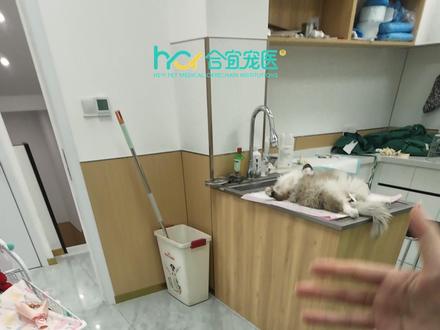 猫生还有什么意义? #绝育完的猫咪 #临沂 #宠物医院 #临沂合宜宠医