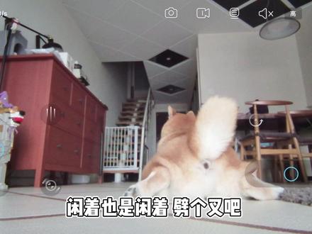 主人不在家,寂寞小狗在干啥?#柴犬日常 #狗子的迷惑行为 #宠物搞笑视频 #傻狗的日常 #可爱的修勾