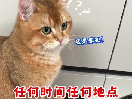 任何时间任何地点 超级侦探,我是罪犯?#任何时间任何地点 #猫咪 #猫咪的不服全写在脸上