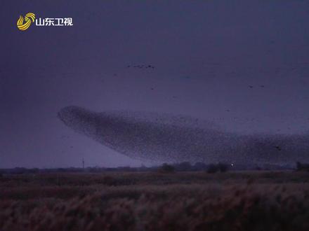 #在东营看到了现实版逍遥游 近日,山东东营黄河入海口,成千上万只候鸟集群飞行,形成壮观的“鸟浪”现象。鸟浪阵形时如巨鲸,忽而鹏鸟,让人联想起《逍遥游》中的“鲲鹏”。(摄影@单眼看世界 )#鸟浪 #网友镜头里的山东