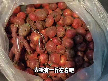 捡的不是野地瓜,捡的是童年,好吃到哭。#野地瓜 #成都周边游