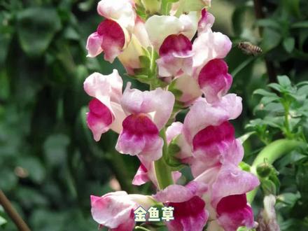 枯萎后会变成骷髅头的花 #金鱼草 #植物 #花语 #赏花