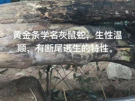 黄金条学名灰鼠蛇,生性温顺,有断尾逃生的特性。#抖音好物年货节 #黄山蛇园五步蛇种源基地 #黄山蛇园 #奇妙的动物 #乌梢蛇 #黄金条 #蛇🐍 #爱护大自然保护野生动物