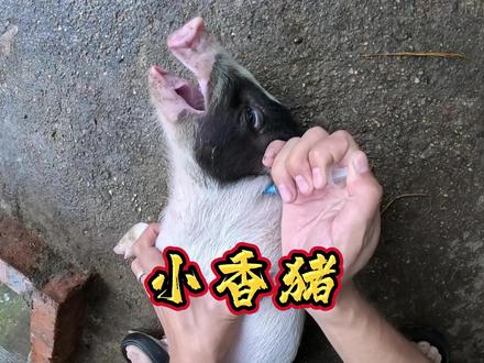 农村小伙的养猪心得!#农村生活