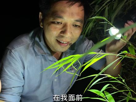 传说牛吃了会死的神秘物种
#竹节虫伪装高手 #竹节虫 #山东蚂 #昆虫世界 #乡野田间 #神奇大自然 @涨知识