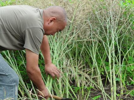一到榨菜籽油的季节,满村都飘香#乡村守护人#大佛龙井