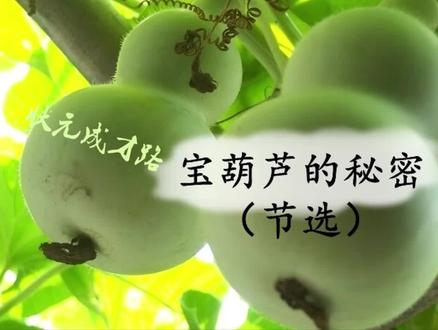 26 宝葫芦的秘密(节选)(朗读)