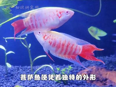 曾在农村泛滥的“菩萨鱼”,常被捉来喂鸡鸭,为何如今很少见了?(一) #农村 #菩萨鱼 #鱼 #生活