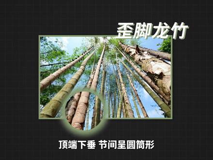 歪脚龙竹——中国发现的最高大的竹子之一#歪脚龙竹