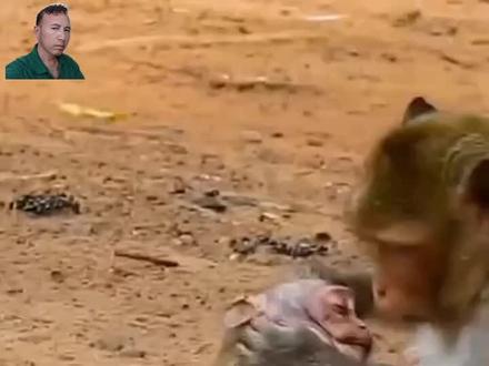 #文娱百科#调教膏药猴