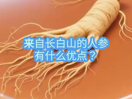 来自长白山的人参,有什么优点?
