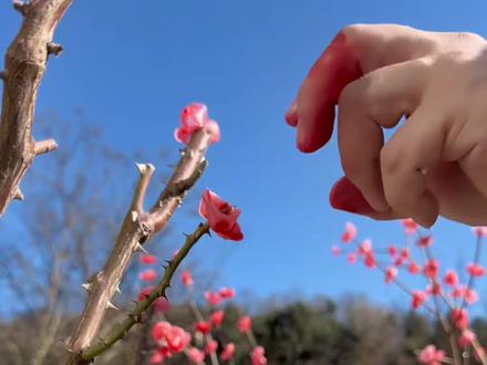 不用等花开,我先把春天种在门口,亲手做的梅花树,往门口一放,年味瞬间拉满,平凡日子也有仪式感。
