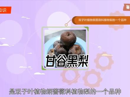 #科普#甘谷黑梨 :双子叶植物纲蔷薇科植物梨的一个品种