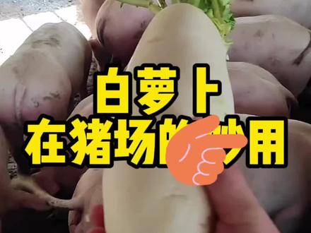 白萝卜在猪场的妙用#养猪