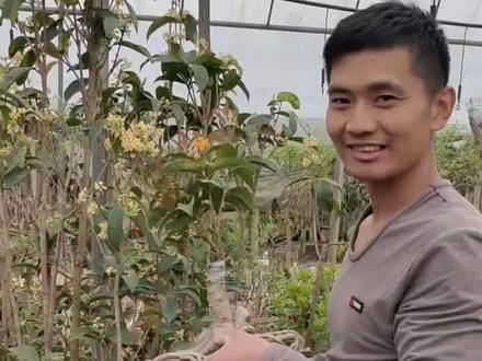 红花天香台阁与黄花天香台阁的区别就是颜色不一样,其他都一样#桂花 #盆景 #盆景艺术 @抖音小助手