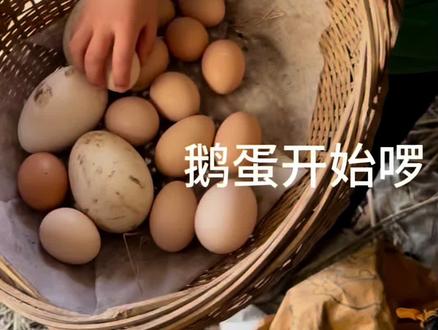 回来发现鹅也开始生蛋了,以前鹅都是从冬至到夏至左右生蛋,感觉现在都乱了,鸡蛋每天都有一些不多#养鸡人 #记录真实生活 #自家果园