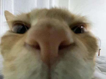 周四坏 #星期四 #周四 #肯德基 #肯德基疯狂星期四 #猫咪