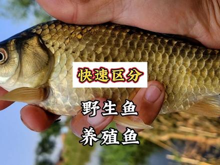 快速区分养殖鱼和野生鱼#野生鱼 #野钓 #钓鱼那些事 #钓鱼知识 #钓鱼人