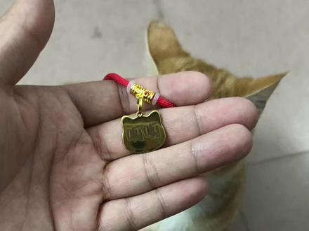 接受广大朋友们的推荐,正式给小橘猫起名叫“呱呱” #萝卜纸巾猫咪 #我和我的猫 #橘猫还是那个橘猫