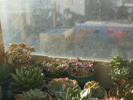 室内养多肉为温差,—20℃窗户整晚开,找死吗?防冻其实有好方法