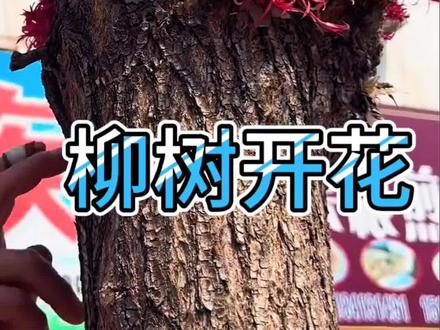 柳树开花 千古奇迹 网友们见过吗? #千年古树开花 #柳树也开花#千古奇观