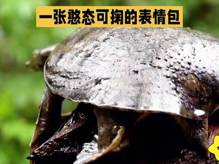 萨卡班甲鱼:唤醒沉睡的科学好奇心