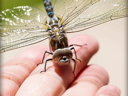 河边抓的小虫子,带回家饲养了两个月,最后却变成了蜻蜓? #奇妙的动物 #昆虫 #蜻蜓 #萌宠 #观察昆虫