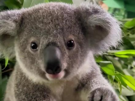 带你认识20种动物的叫声,最后一个肯定没人喜欢听#野生动物零距离 #动物科普 #动物冷知识