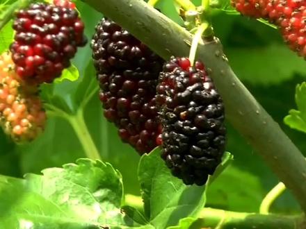 教你在阳台种植桑葚#桑椹 #桑果