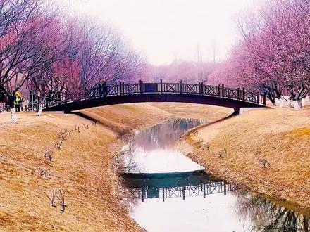 粉粉的山桃花,点亮了正个春天。2026.3.14