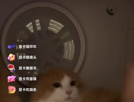 橙卡猫开启圆头耄耋形态#显卡猫#哈基米