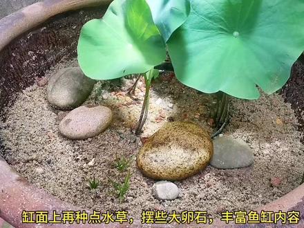 #古法养鱼 荷花缸养鱼不浑水,一招学会!需要的朋友请收走。#生态缸 #荷花 #种植小技巧 #水族