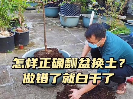 怎样正确的翻盆换土?这些窍门要早知道,做错了就白干了
