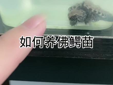 希望大家有所帮助#佛鳄龟互动性很好 #佛罗里达拟鳄龟 #玻璃缸中的大自然