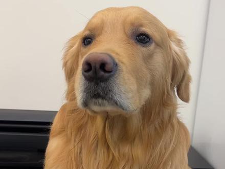 皮:吃饱了再玩#金毛 #狗狗 #狗狗的心思都写在脸上了 #金毛日常生活视频