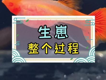 #观赏鱼 孔雀鱼生宝宝的全过程#孔雀鱼 #养鱼日记 #我的养殖生活 #孔雀养殖