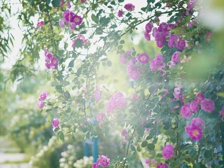 广饶县兴安小学开展“金星班级”研学活动!