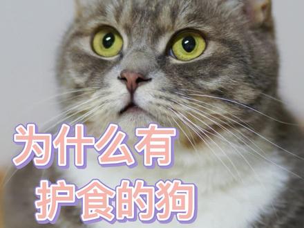 为什么有护食的狗,没有护食的猫#猫 #萌宠