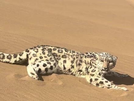 本应在高原雪地里生活的雪豹 竟误入沙漠地带 他能成功脱困吗?#动物世界 #动物科普 #雪豹 #沙尘豹