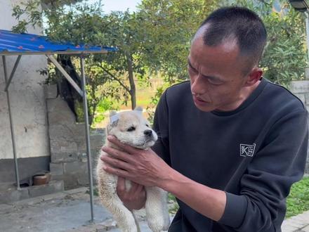 今天收到山里老猎人的,三只原生态广西土猎犬,大家看下怎么样! #中华田园犬 #广西土猎犬 #日常vlog #农村生活 #宠物知识