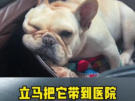 幸亏处置及时,不然佩奇真的要瘫痪了,养法斗的也铲屎官们也要提高警惕……
