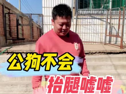 有些公狗不会抬腿尿的原因#狗狗 #养狗经验分享 #养狗小知识
