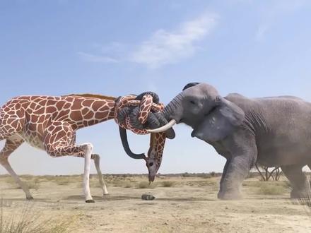 史上最壮观的战争,长颈鹿大战公象,招招致命,打的难舍难分!