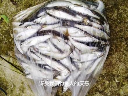 都来说说,你最讨厌哪一种鱼!!#钓鱼知识 #户外野钓 #野钓