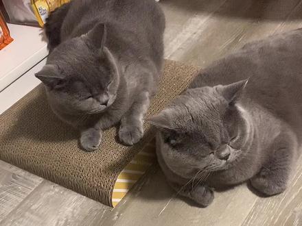 大圣简直太冲动了 可乐跟老王家的猫真的只是朋友啊#萌宠出道计划 #猫咪的迷惑行为